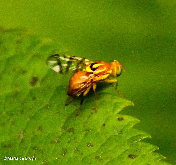 Pepper maggot fruit fly Project Noah