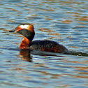 Horned Grebe