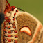 Cecropia Moth