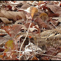 Long-tailed Nightjar