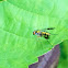 Longlegged Fly