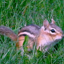 Chipmunk