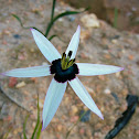 Star flower