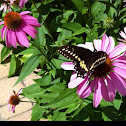 Black swallowtail