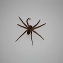 Huntsman Spider