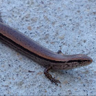 Ground Skink