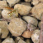 Avispa y Araña