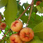 Champoo (Rose Apple)