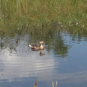 Mallard Duck
