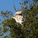 Black-crowned Night Heron 