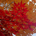 Japanese maple