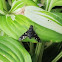 Tiger Bee Fly