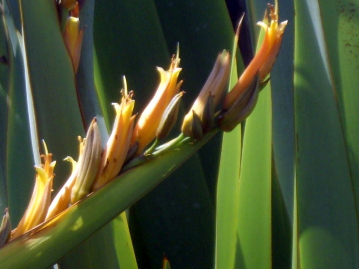 Mountain Flax