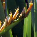 Mountain Flax