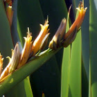 Mountain Flax