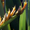 Mountain Flax