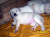 Vendo Cachorros Labradores