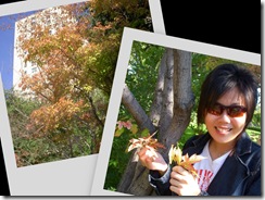 collage2