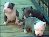 Azul Gris Y Blanco Camada De American Pitbull