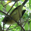 Thick-billed Vireo