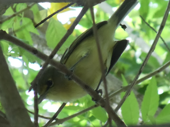 Spotting Image 1