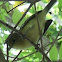 Thick-billed Vireo