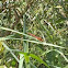 Whiteface meadowhawk