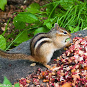 Eastern Chipmunk