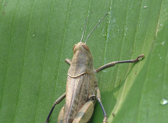Spotting Image 1