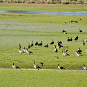 Canada Geese & ?