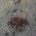 Scat