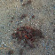 Scat