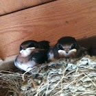 Baby barn swallows