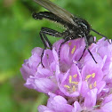 Empididae