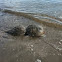 Horseshoe crabs