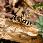 American Hover Fly