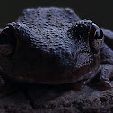 Northern Laughing Tree Frog, Roth's Tree Frog