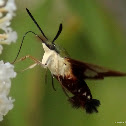 Hummingbird clearwing moth, greenish