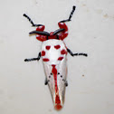 Peppermint moth