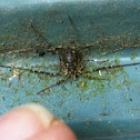 Harvestman