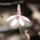 Tiny Caladenia