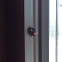 Harlequin Ladybug