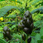 Popcorn Senna