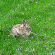 Eastern Cottontail Rabbit