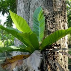 bird's nest fern
