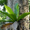bird's nest fern