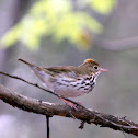 Ovenbird