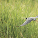 Yellow-Crowned Night-Heron