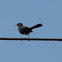 Indian Robin