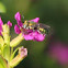 small metallic bee